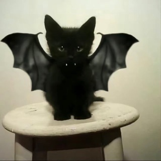 黑猫TV