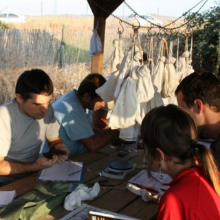 Anillamiento en SEO/BirdLife
