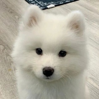 $FLUFFY portal
