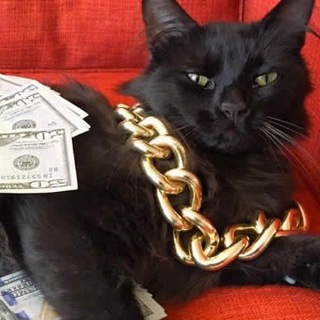 Meows alive