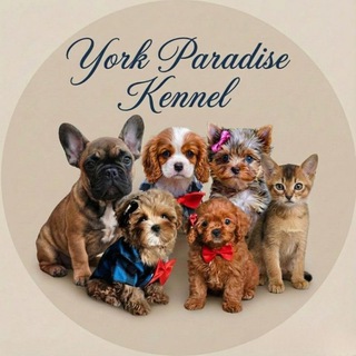 York Paradise Kennel
