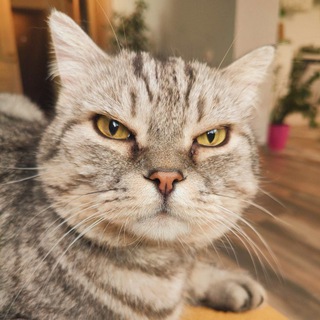 Timofeevna tut