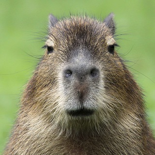 Capibara-Bot