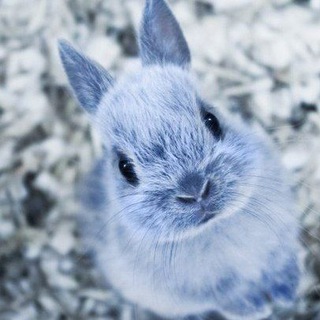 Blue Bunny