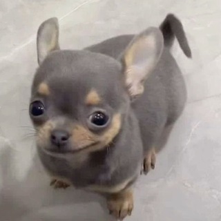 chichi