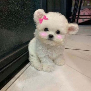 bicha